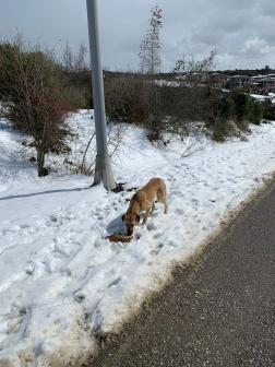 YAGEV sokaktaki canlarımızı unutmadı!