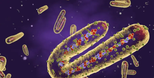 MARBURG VİRÜSÜ NEDİR, NE KADAR TEHLİKELİ?