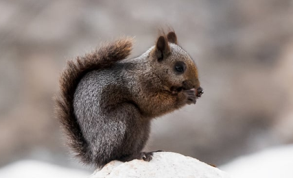 MELANİSTİK SİNCAP TÜRKİYE'NİN SEMPATİSİNİ TOPLADI