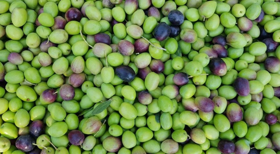 TÜRKİYE’NİN 2024 ZEYTİN VE ZEYTİNYAĞI REKOLTESİ AÇIKLANDI
