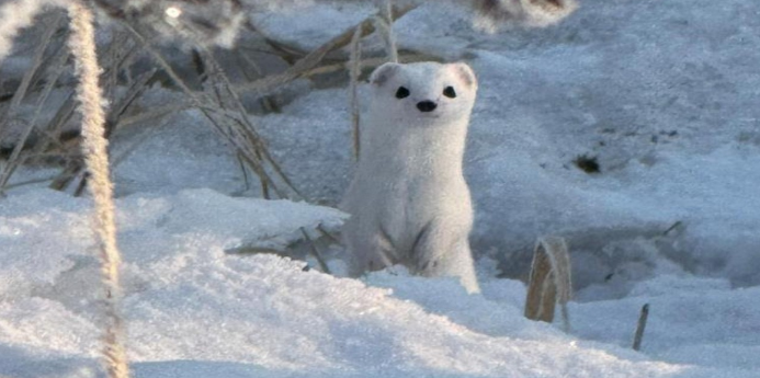 YÜKSEKOVA VEZİRLİ'DE BEYAZ GELİNCİK GÖRÜNTÜLENDİ