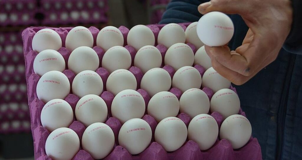 ABD NEREDEN 15 BİN TON YUMURTA ALACAK?