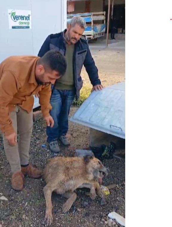 Çöp konteynerinde bitkin halde bulunan köpeğe şefkat eli