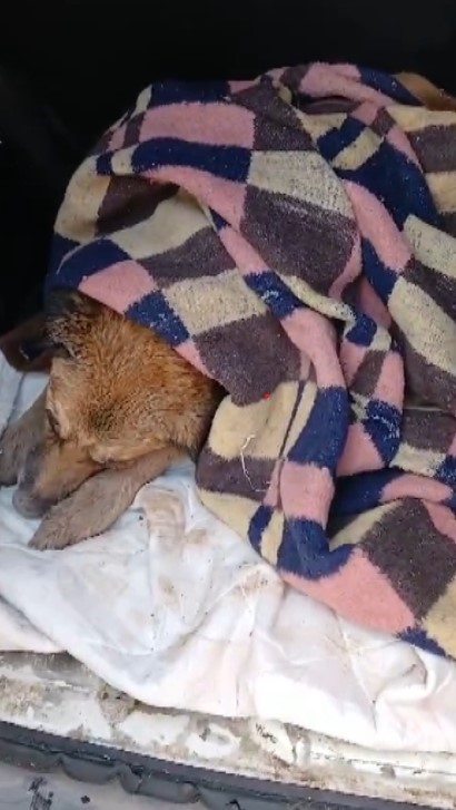 Çöp konteynerinde bitkin halde bulunan köpeğe şefkat eli