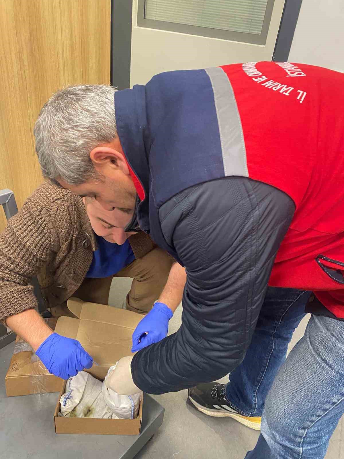 İstanbul Havalimanı’nda kaçak tıbbi sülük operasyonu