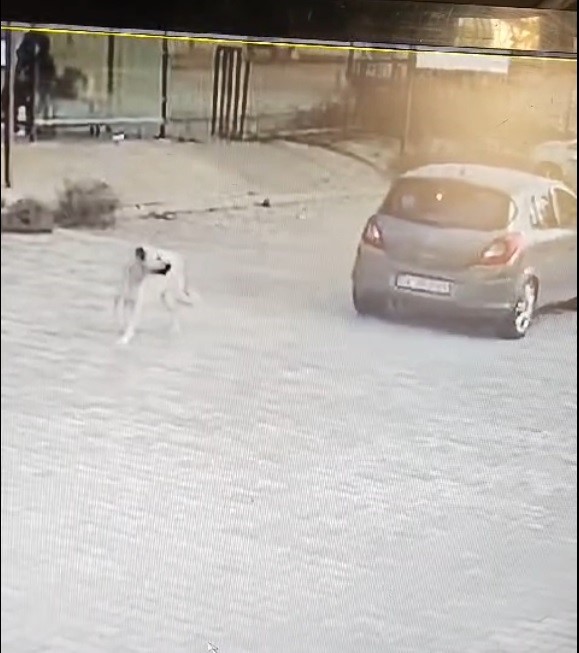 Otomobille köpeğin üzerinden geçti