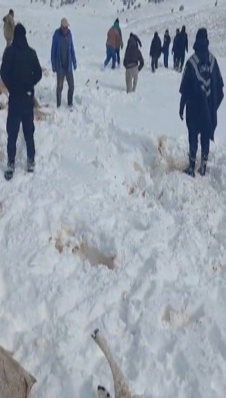 Tipiye yakalanan 350 koyun ve eşek donarak telef oldu